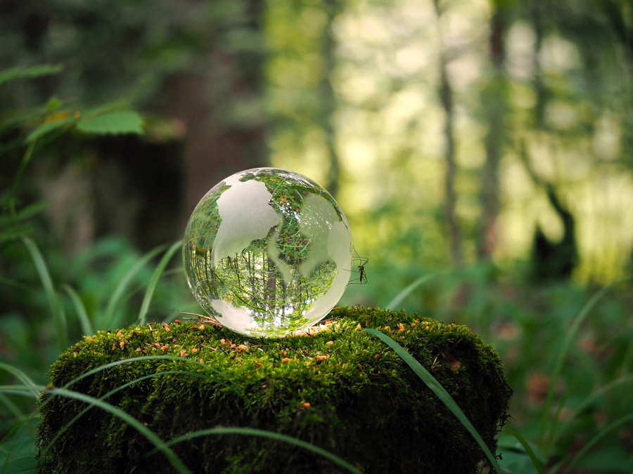globe in a lush green forest, sustainability